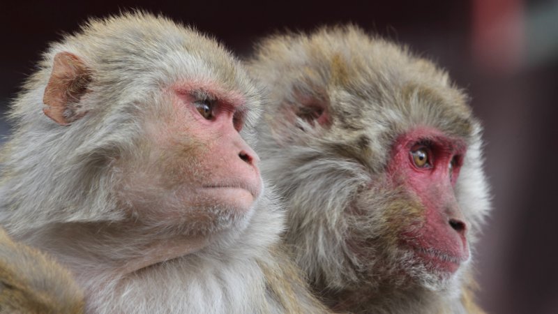 Close up of two rhesus monkeys