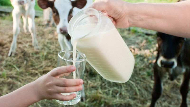 raw milk poured into a glass